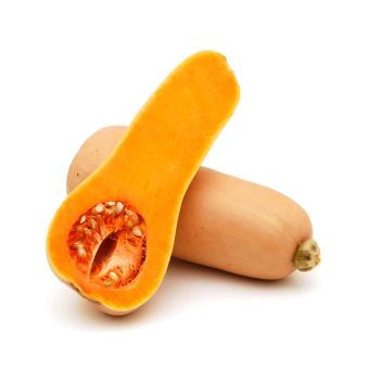 Butter Nut- 1x(8-12)03